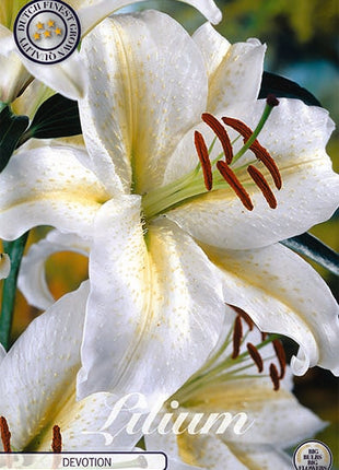 Oriental Lily-Lilium Devotion 2-pakning