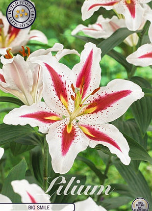 Orientalsk lilje-Lilium Orientalsk Big Smile 2-pakning NYHET