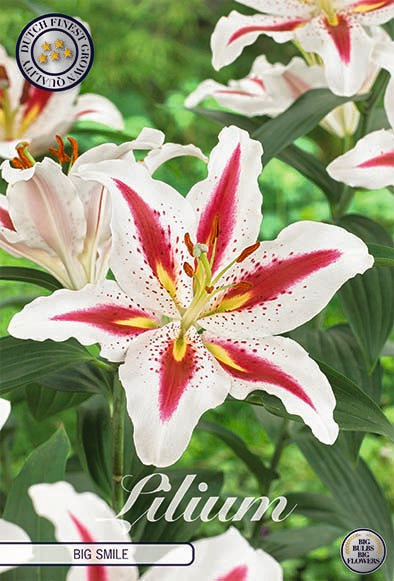 Orientalsk lilje-Lilium Orientalsk Big Smile 2-pakning NYHET