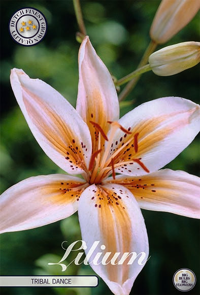 Asiatisk Lily-Lilium Tribal Dance 2-pakning NYHET