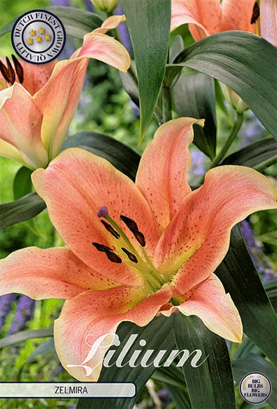 Lily-Lilium Zelmira NY 2-pakning