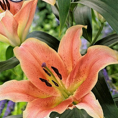 Lilje-Lilium Zelmira NYHET 2-pakning