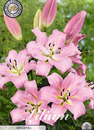 Oriental Lily-Lilium Oriental Gracefull 2-pakning NYHET