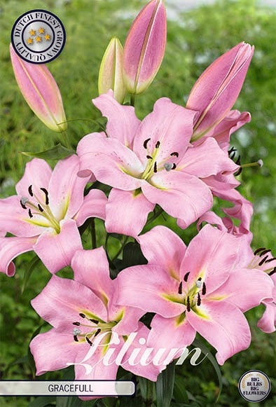 Oriental Lily-Lilium Oriental Gracefull 2-pakning NYHET