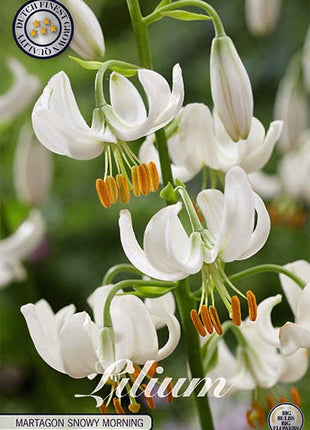 Krollija-Lilium Snowy Morning 1-pakning NYHET