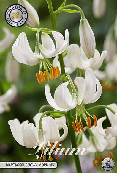 Krollija-Lilium Snowy Morning 1-pakning NYHET