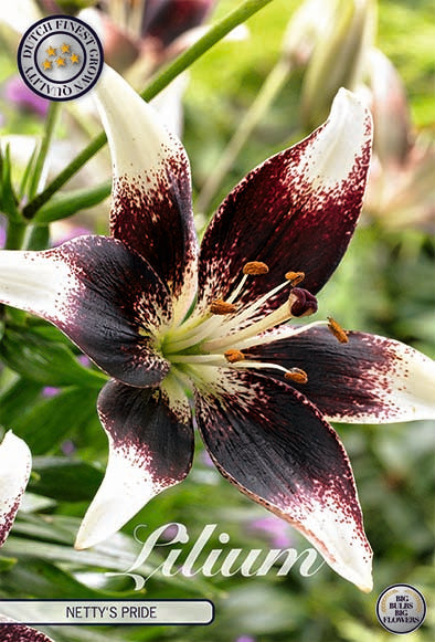 Asiatisk lilje-Lilium Netty's Pride 2-pakning