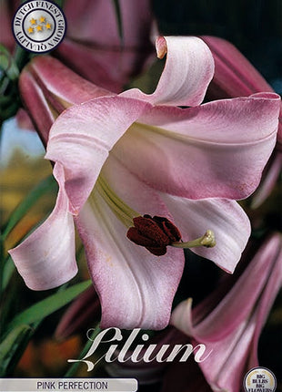 Trompetlilje-Lilium Pink Perfection 2-pakning