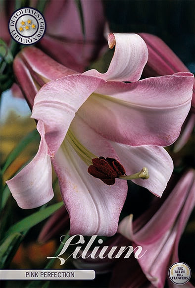 Trompetlilje-Lilium Pink Perfection 2-pakning