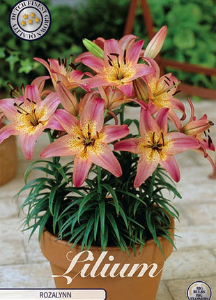 Asiatisk lilje-Lilium Rozalynn 2-pakning NYHET