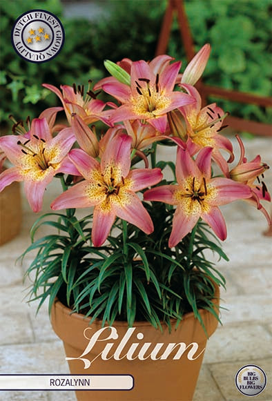 Asiatisk lilje-Lilium Rozalynn 2-pakning NYHET