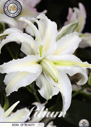 Oriental Lily-Lilium Oriental Bowl of Beauty 2-pakning NYHET