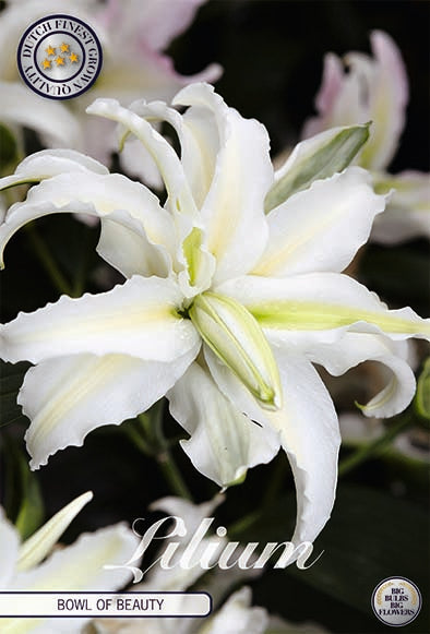 Oriental Lily-Lilium Oriental Bowl of Beauty 2-pakning NYHET