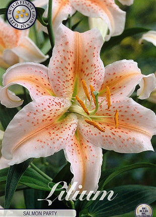 Orientalsk Lily-Lilium Salmon Party 2-pakning NYHET