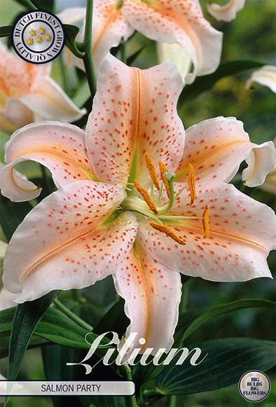 Orientalsk Lily-Lilium Salmon Party 2-pakning NYHET