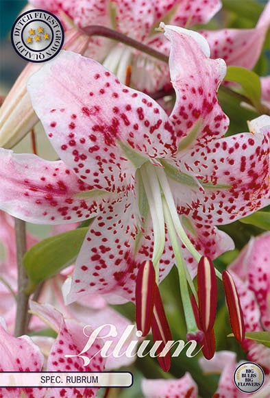 Liljekonvall-Lilium Speciosum Rubrum 2-pakning