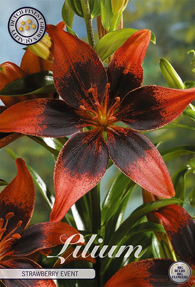 Lilium Asiatic Strawberry Event NYTT 2-pakning