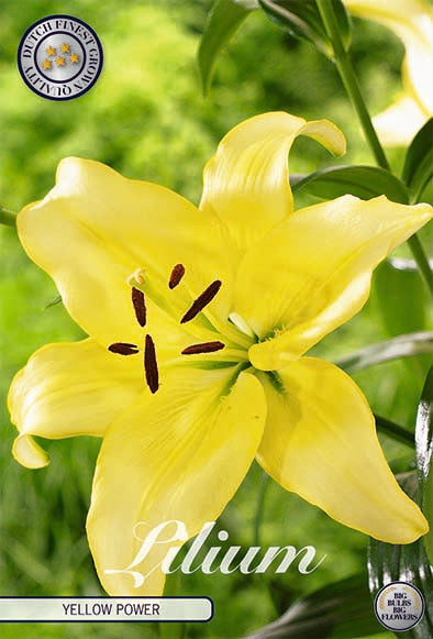 Asiatisk lilje-Lilium Yellow Power NYHET 2-pak