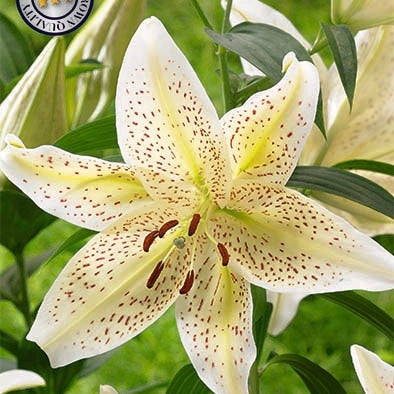 Lilje-Lilium Tigermoon NYHET 2-pakning