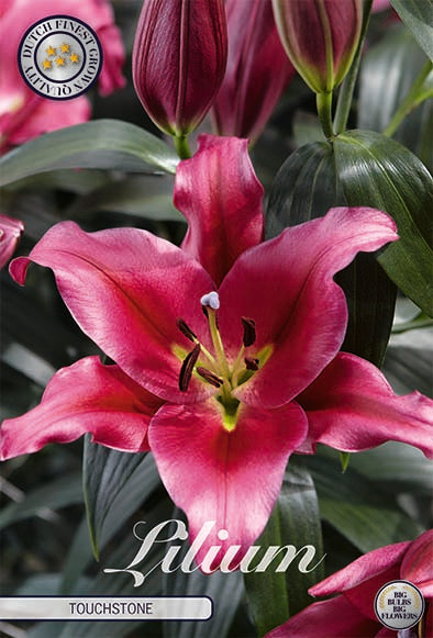 Oriental Lily-Lilium Oriental Touchstone 2-pakning NYHET