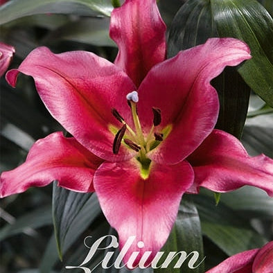 Orientalsk lilje-Lilium Oriental Touchstone 2-pak NYHET