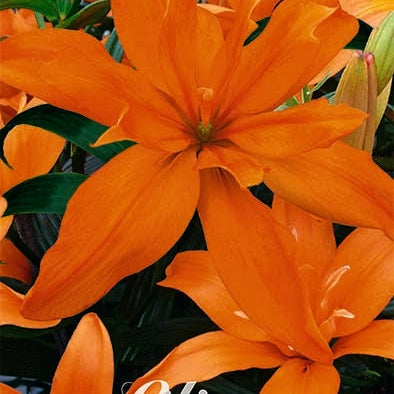 Lilje-Lilium Scoubidou 2-pak NYHET