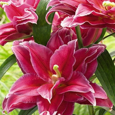 Lilje-Lilium Grand Amour 2-pakning