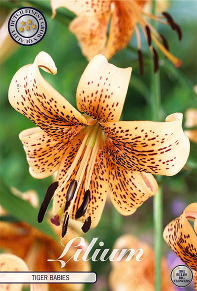 Lilja-Lilium Tiger babyer NY 2-pakning