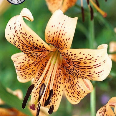 Lilje-Lilium Tiger babyer NYHET 2-pakning