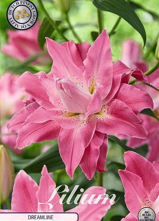 Oriental Lily-Lilium Oriental Dreamline 2-pakning NYHET