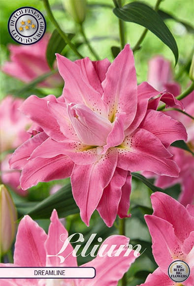 Oriental Lily-Lilium Oriental Dreamline 2-pakning NYHET