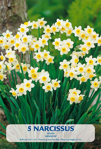 Narcissus Minnow 5-pakning