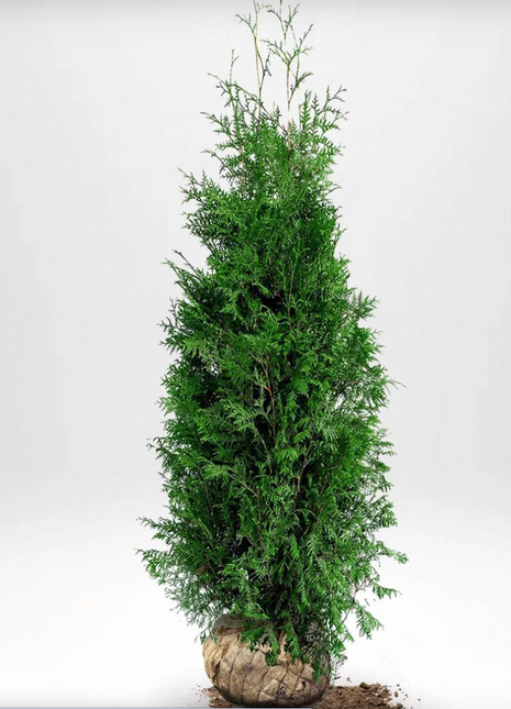 Thuja Brabant, 100-120 cm, RB, Kvalitet: Landscape Quality