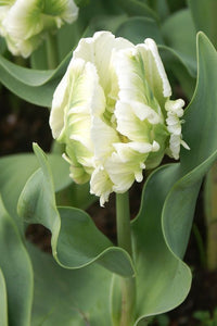 Tulip Parrot Super Parrot 7-pakning (NY)