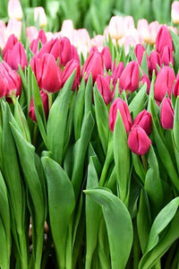 Tulip Triumph Pink Ardor 10-pakning (NY)