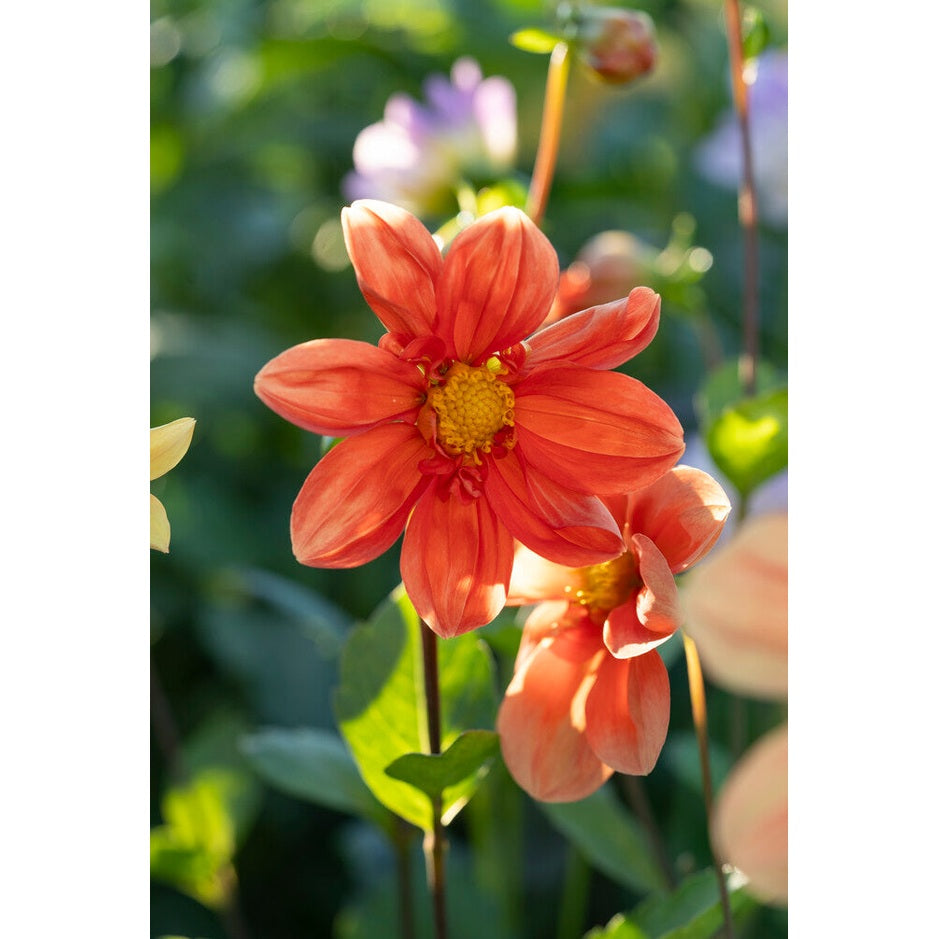 Dahlia Special G.F Hemerick 1-pakning