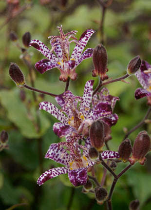 Taiwan Shadow Lily-Tricyrtis Formosana 2-pakning