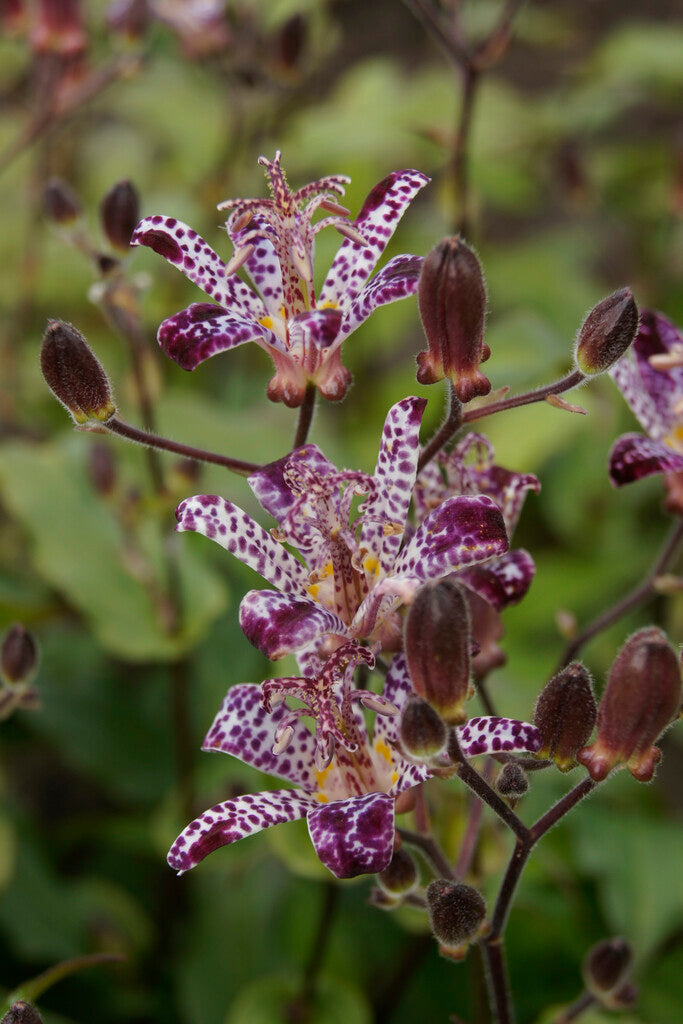 Taiwan Shadow Lily-Tricyrtis Formosana 2-pakning