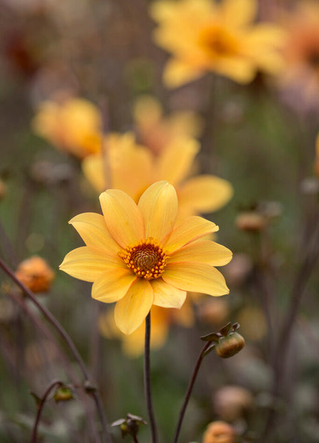 Dahlia Border Bishop of York 1-pakning