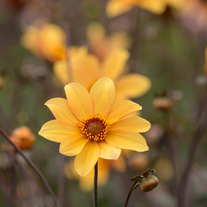 Dahlia Border Bishop of York 1-pakke