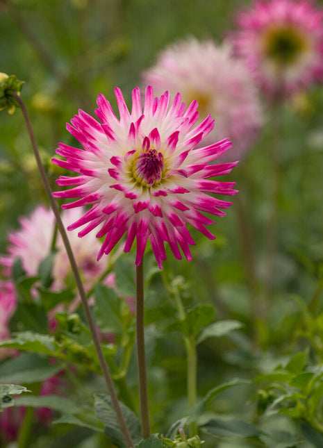 Dahlia Cactus Hayley Jane 1-pakning