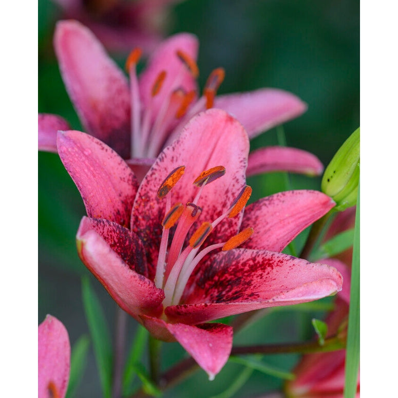 Lilje-Lilium 'Purple Dream' 2-pakning