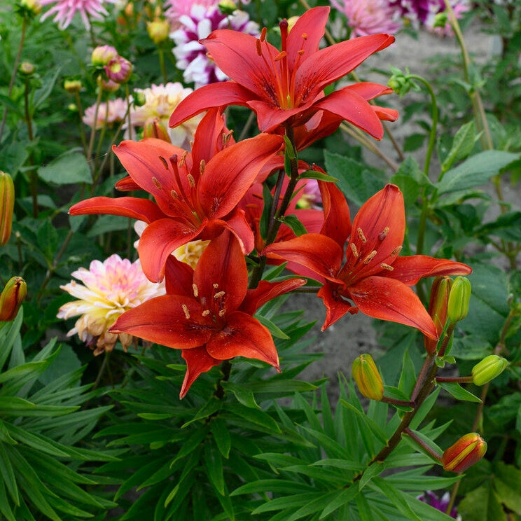 Lilium Red County 2-pakning