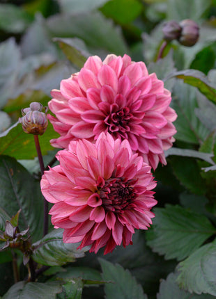 Dahlia Decorative Night Silence 1-pakning NYHET