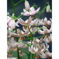 Krøllilje - Lilium martagon 'Pink Morning' 1-pakning