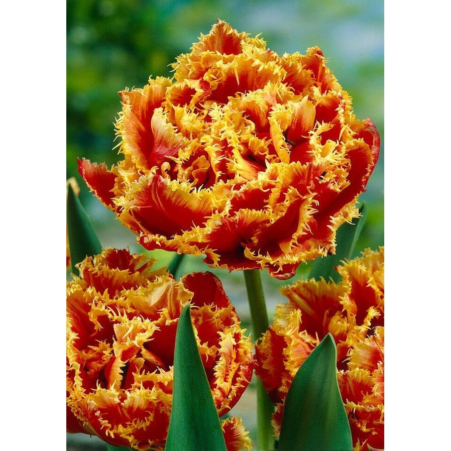 Tulipan Gold Dust (premium) 7-pakning