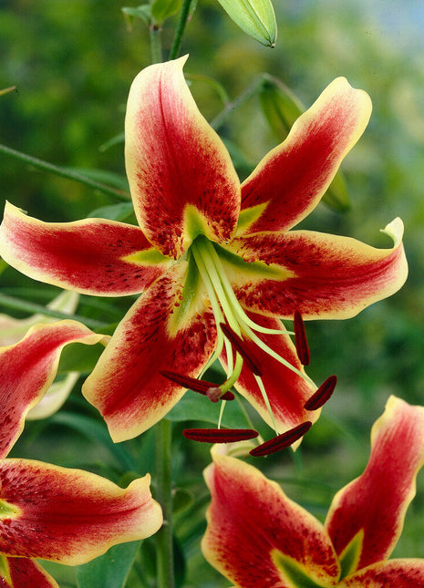 Lily-Lilium Sheherazade 2-pakning