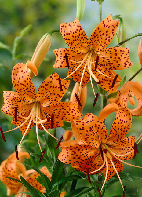 Orientalsk lilje-Lilium Orientalsk Tigriin. Splendens 2-pakning