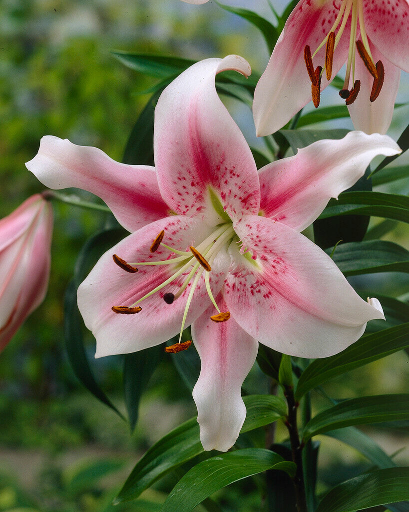 Lily-Lilium Orienpet Anastasia (Treelily) 2-pakning