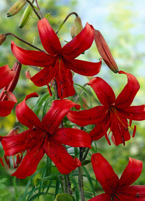 Asiatisk lilje-Lilium Red Velvet 2-pakning NYHET